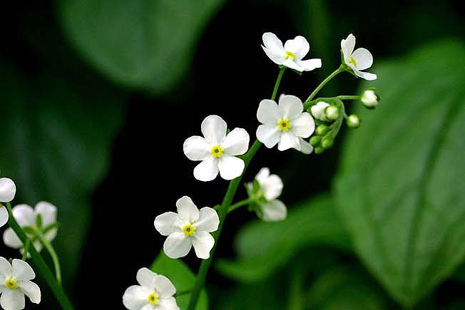 タチカメバソウ