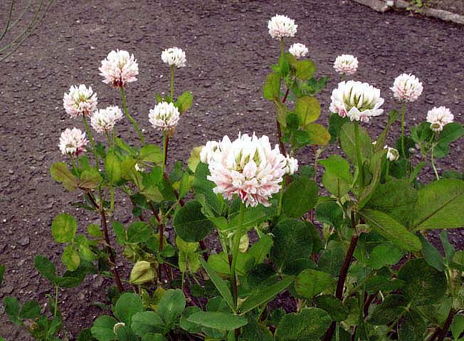 タチオランダゲンゲ