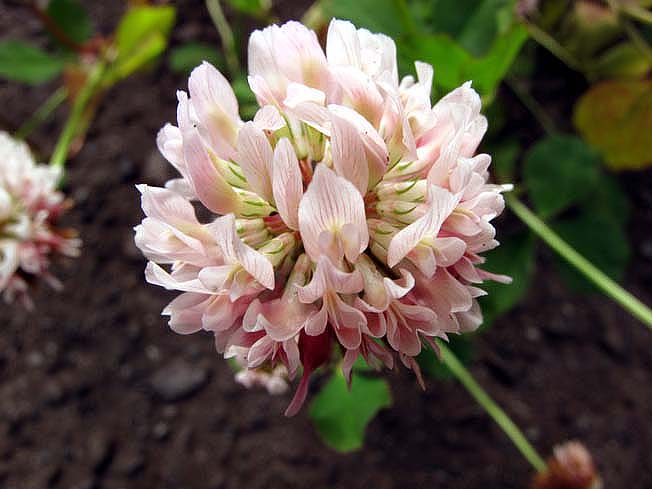 タチオランダゲンゲ