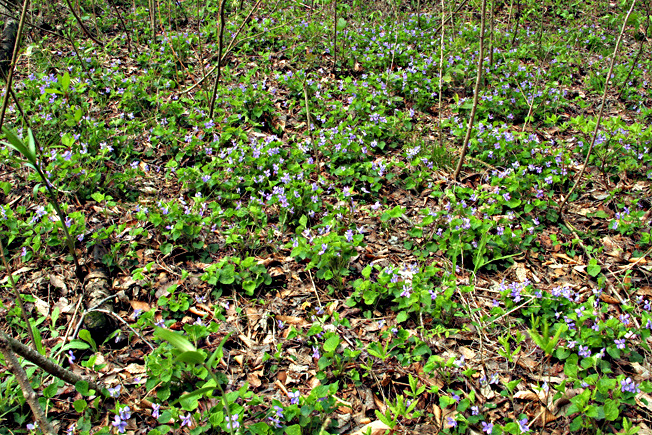 タチツボスミレ