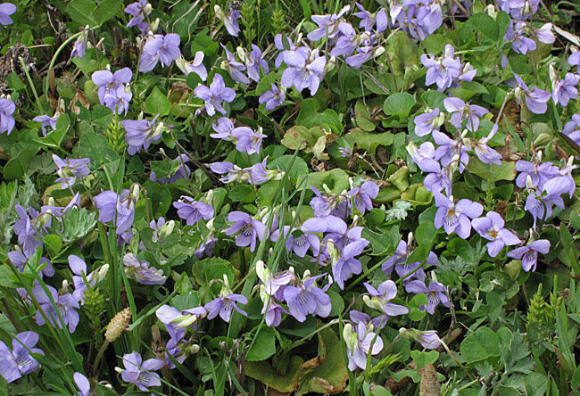 タチツボスミレ