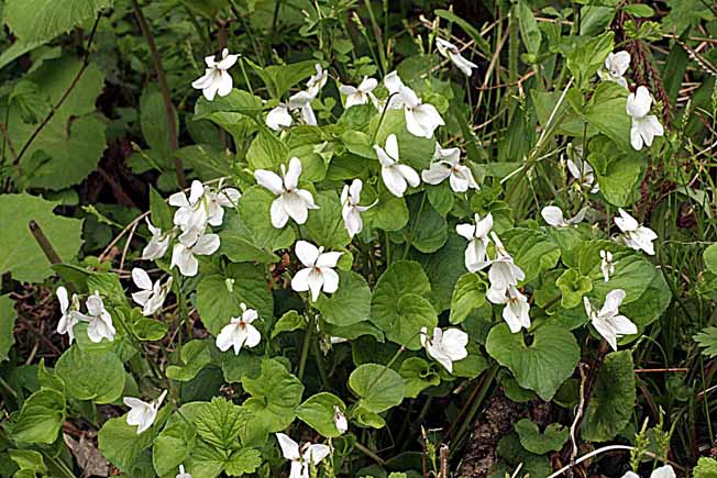 タチツボスミレ