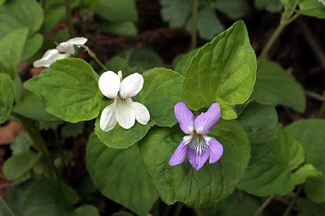 タチツボスミレ