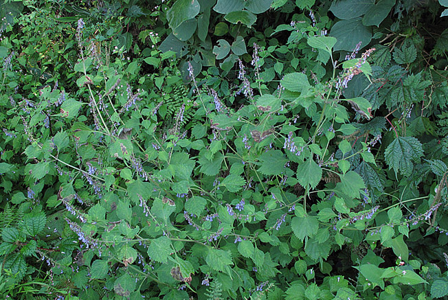 タイリンヤマハッカ