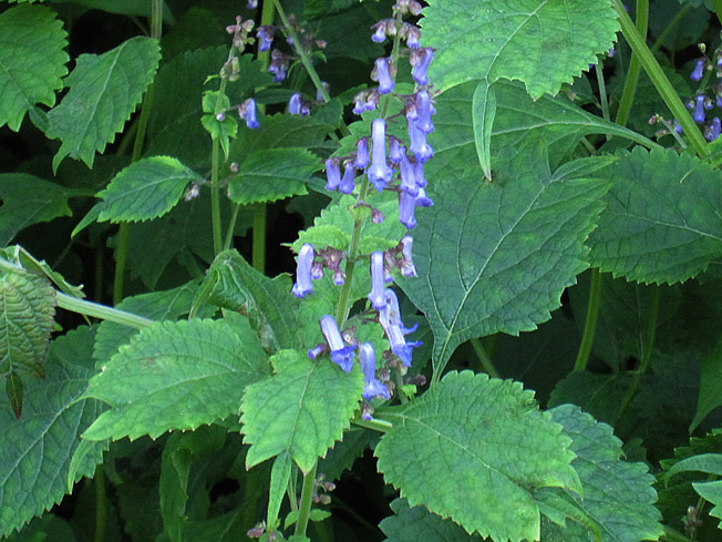 タイリンヤマハッカ