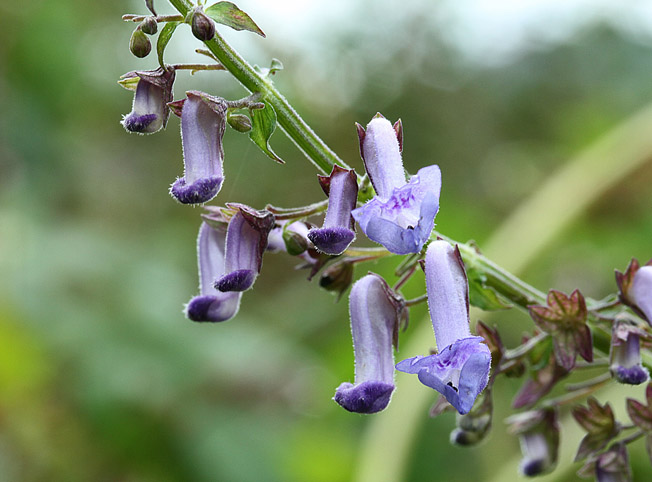タイリンヤマハッカ