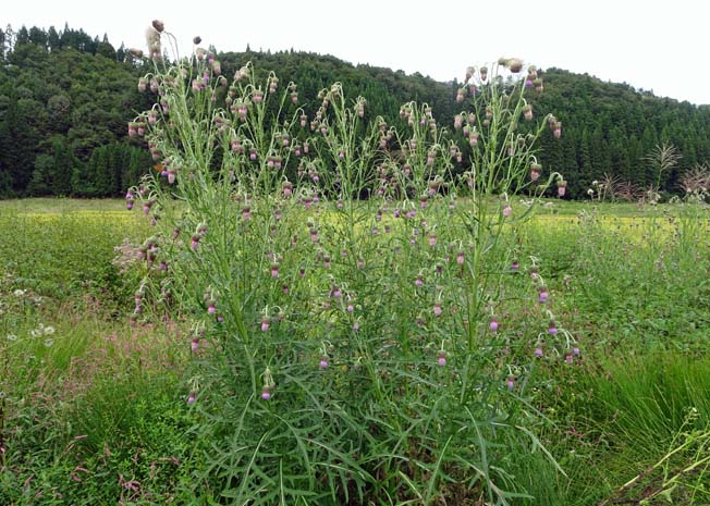 タカアザミ