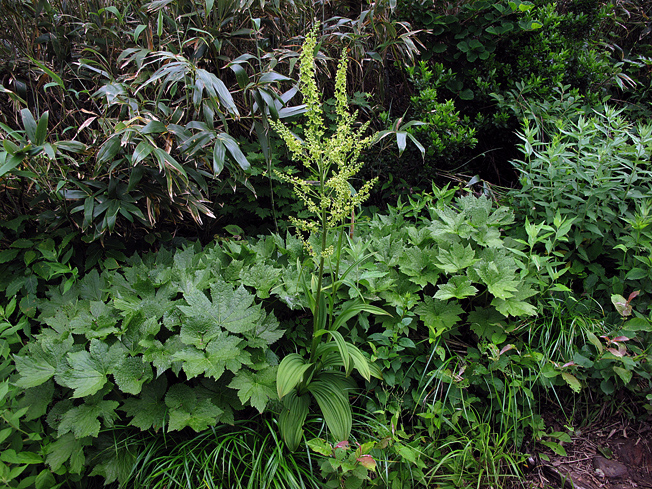 タカネアオヤギソウ