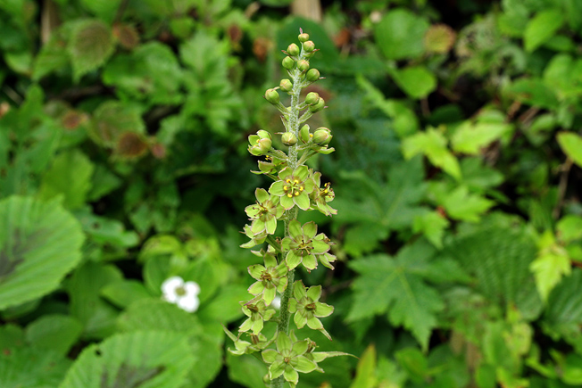 タカネアオヤギソウ