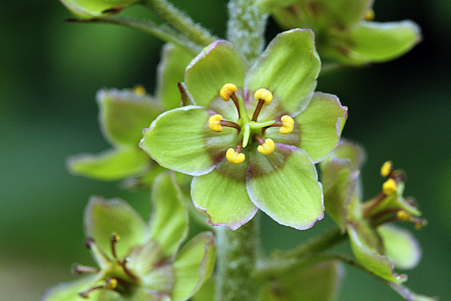 タカネアオヤギソウ