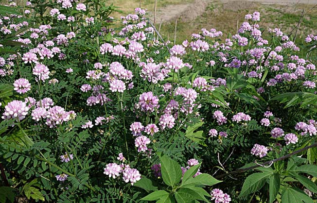 タマザキクサフジ