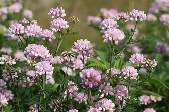 タマザキクサフジ