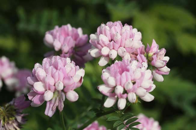 タマザキクサフジ