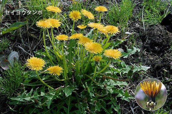 タンポポ