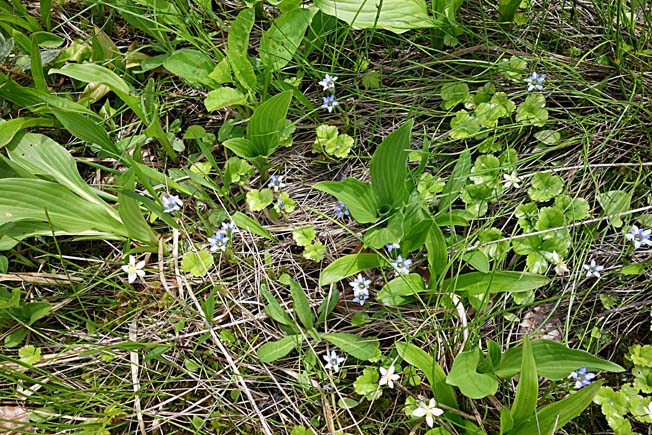 タテヤマリンドウ