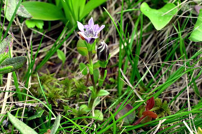 タテヤマリンドウ