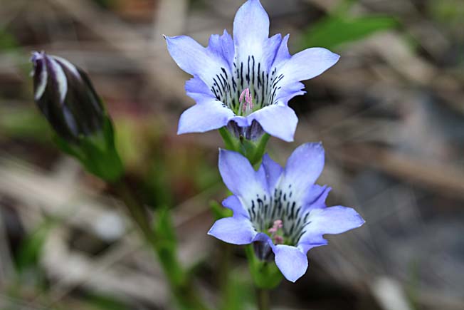 タテヤマリンドウ