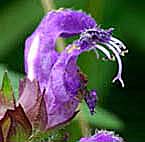 タテヤマウツボグサ