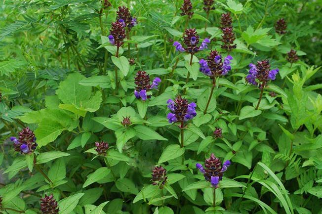 タテヤマウツボグサ