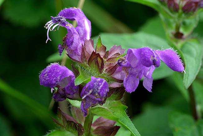 タテヤマウツボグサ