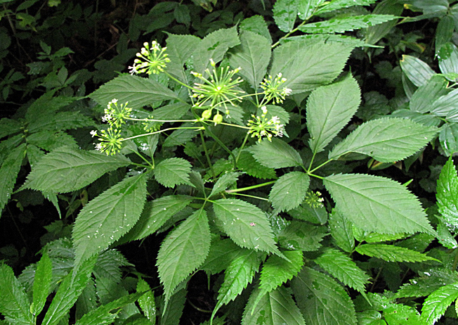 トチバニンジン