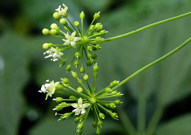 トチバニンジン