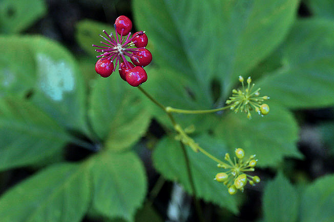 トチバニンジン
