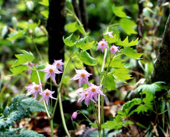 トガクシショウマ