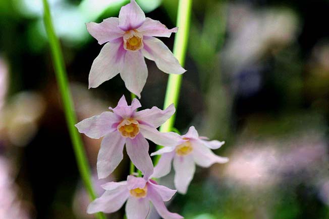 トガクシショウマ