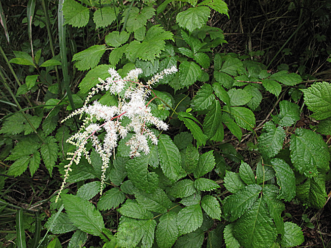 トリアシショウマ