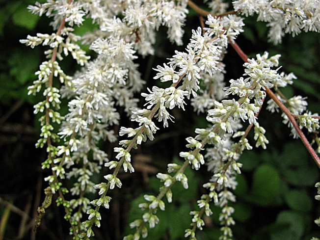 トリアシショウマ