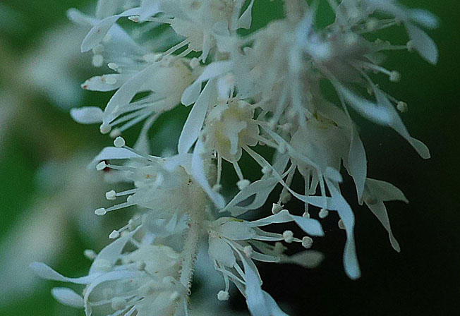 トリアシショウマ