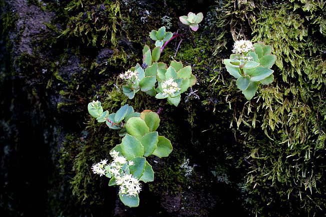 ツガルミセバヤ