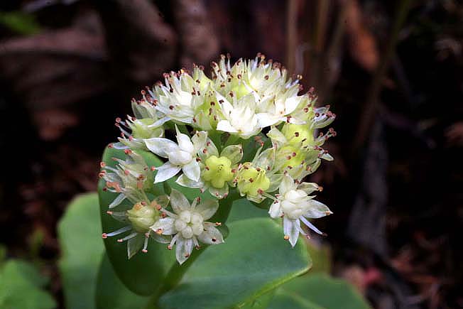 ツガルミセバヤ