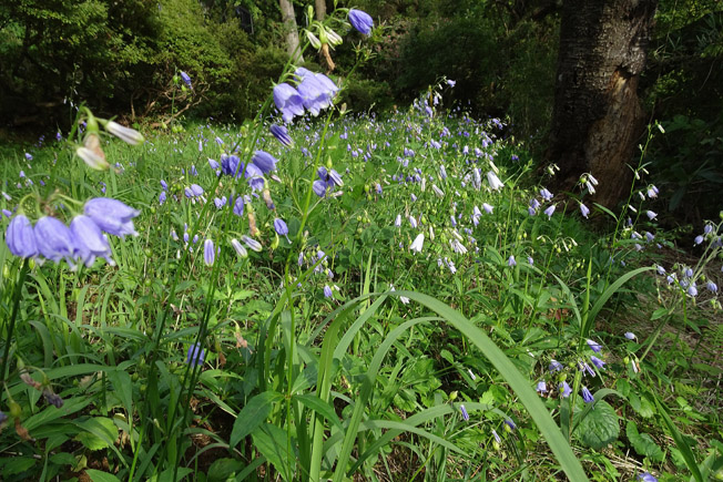 ツリガネニンジン