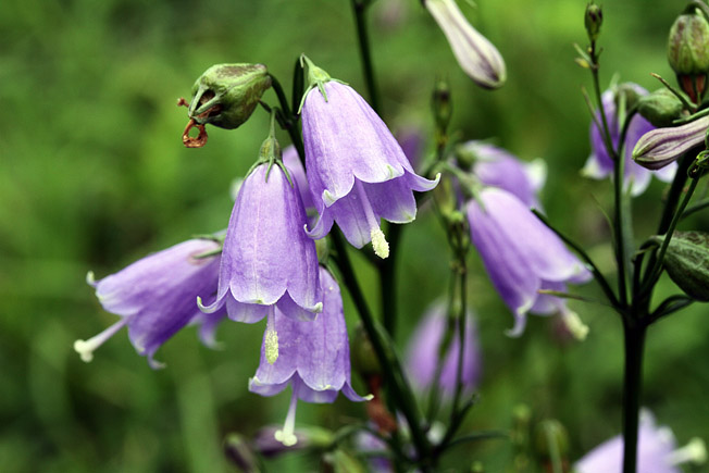 ツリガネニンジン