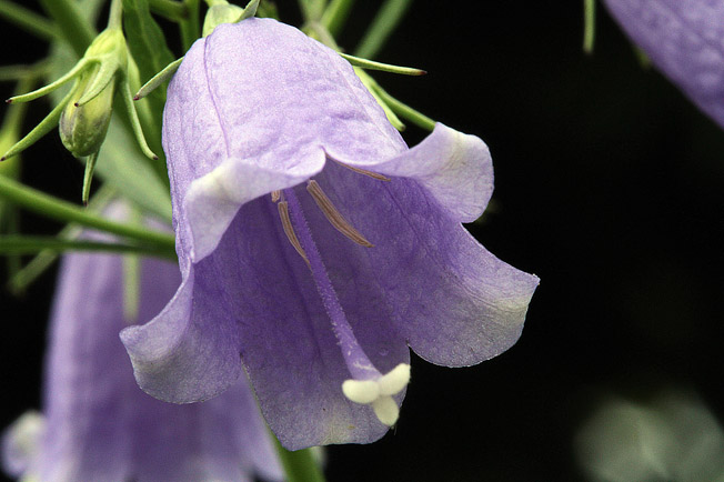 ツリガネニンジン