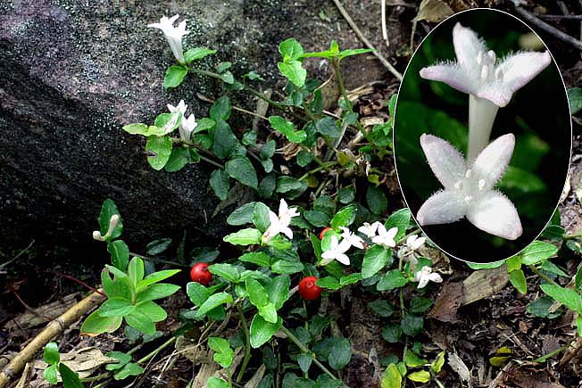 ツルアリドウシ