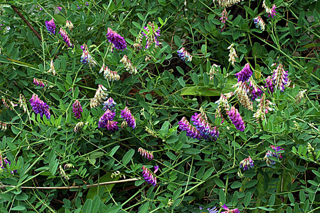 ツルフジバカマ