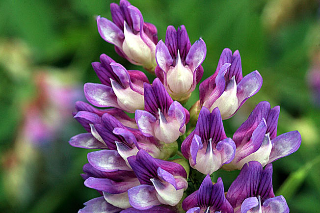 ツルフジバカマ