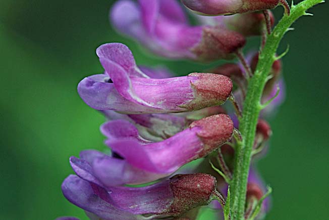 ツルフジバカマ