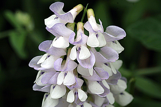 ツルフジバカマ