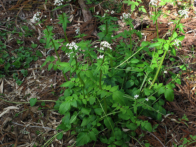 ツルカノコソウ