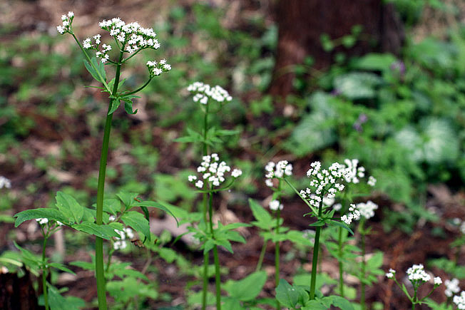 ツルカノコソウ