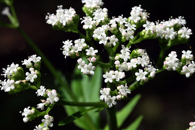 ツルカノコソウ