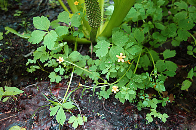 ツルキツネノボタン