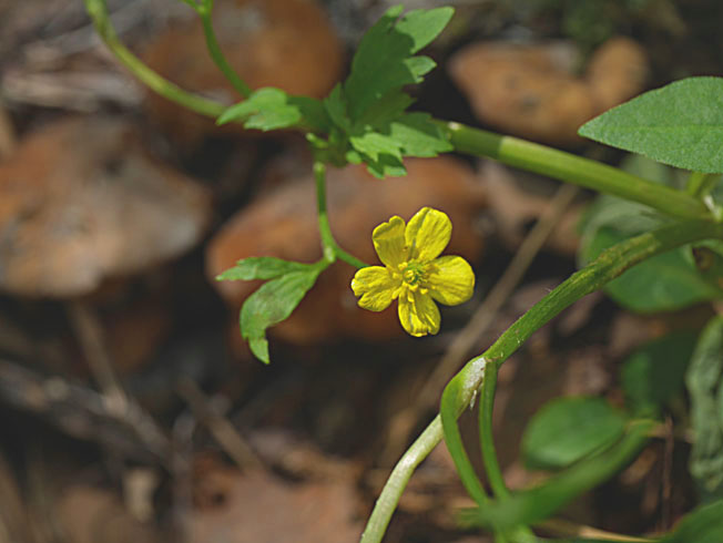 ツルキツネノボタン