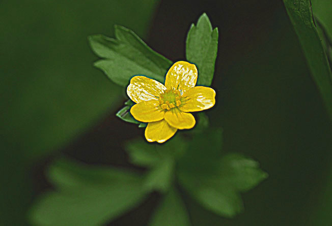 ツルキツネノボタン