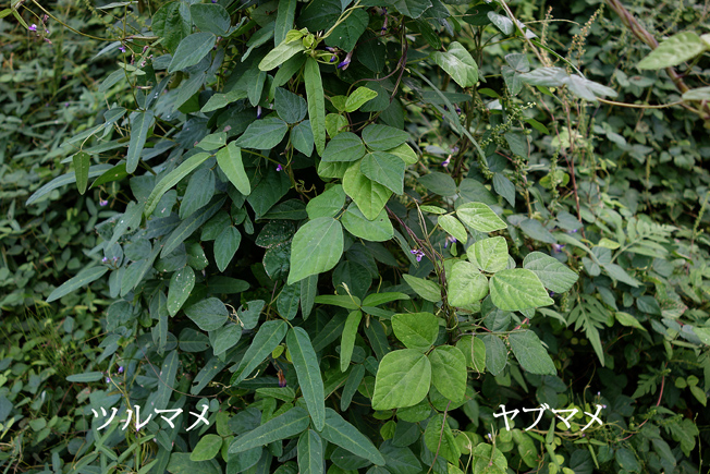 ツルマメ
