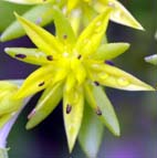 ツルマンネングサ